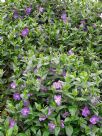 Vinca major