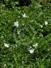 Vinca minor