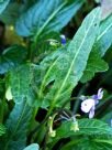 Viola betonicifolia