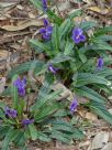 Viola betonicifolia