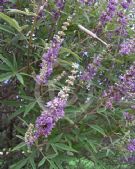 Vitex agnus-castus