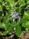 Vitex trifolia