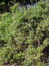 Vitex trifolia