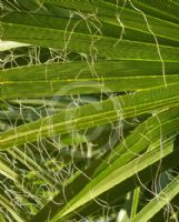 Washingtonia filifera