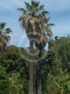 Washingtonia filifera