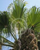 Washingtonia robusta