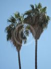 Washingtonia robusta