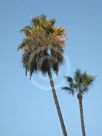 Washingtonia robusta