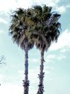 Washingtonia robusta