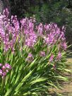 Watsonia borbonica