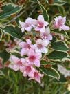 Weigela florida Variegata