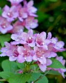 Weigela florida