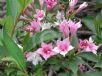 Weigela florida