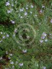 Westringia brevifolia raleighii