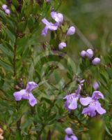 Westringia glabra