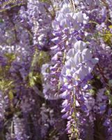 Wisteria sinensis