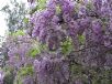 Wisteria sinensis