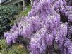 Wisteria sinensis