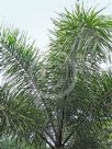 Wodyetia bifurcata