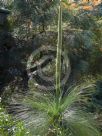 Xanthorrhoea johnsonii