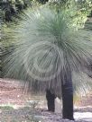 Xanthorrhoea johnsonii