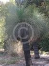 Xanthorrhoea johnsonii