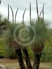 Xanthorrhoea johnsonii