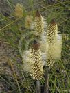 Xanthorrhoea macronema