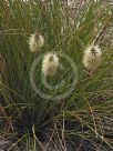 Xanthorrhoea macronema