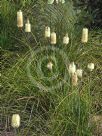 Xanthorrhoea macronema