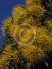 Xanthostemon chrysanthus