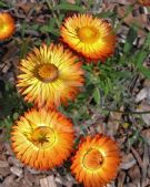 Xerochrysum bracteatum