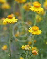 Xerochrysum viscosum