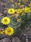 Xerochrysum viscosum