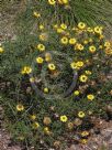 Xerochrysum viscosum