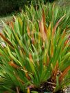 Xeronema callistemon