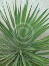 Yucca aloifolia