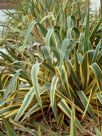 Yucca filamentosa Bright Edge