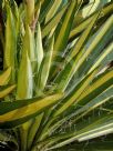 Yucca filamentosa Color Guard