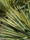 Yucca filamentosa Color Guard