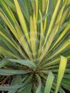 Yucca filamentosa Golden Sword