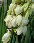 Yucca gloriosa