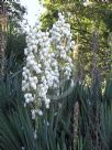 Yucca gloriosa