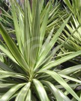 Yucca elephantipes Lemon