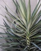 Yucca elephantipes Silver Star