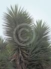 Yucca elephantipes Silver Star