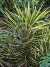 Yucca elephantipes Variegata