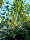 Yucca elephantipes Variegata