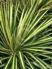 Yucca elephantipes Variegata