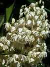 Yucca elephantipes